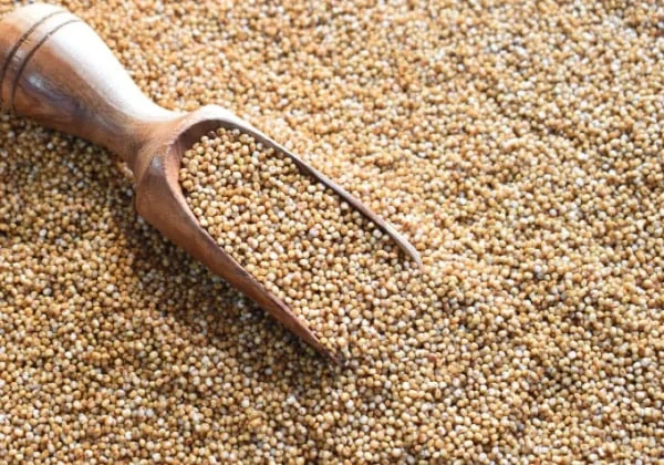 Varagu